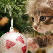 ヒメ日記 2025/12/18 06:31 投稿 西本 MadameRest(マダムレスト)