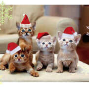 ヒメ日記 2025/12/20 08:54 投稿 西本 MadameRest(マダムレスト)