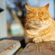 ヒメ日記 2026/02/13 08:47 投稿 西本 MadameRest(マダムレスト)