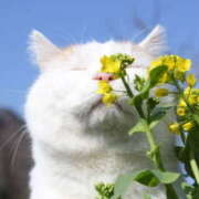 ヒメ日記 2026/03/20 05:37 投稿 西本 MadameRest(マダムレスト)