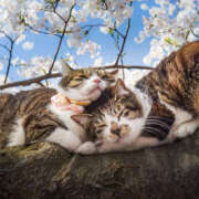 ヒメ日記 2026/03/24 05:45 投稿 西本 MadameRest(マダムレスト)