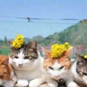 ヒメ日記 2026/03/24 12:33 投稿 西本 MadameRest(マダムレスト)