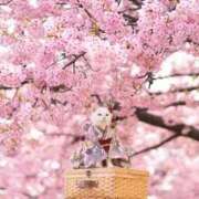 ヒメ日記 2026/03/29 05:37 投稿 西本 MadameRest(マダムレスト)