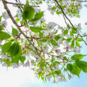 ヒメ日記 2026/04/12 06:23 投稿 西本 MadameRest(マダムレスト)