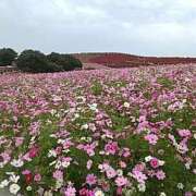 ヒメ日記 2025/03/29 10:28 投稿 さなえ ぐらんまま