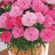 ヒメ日記 2026/05/10 08:21 投稿 みるく（電話予約のみ） どきどきヘルス探検隊