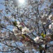 ヒメ日記 2025/04/08 12:53 投稿 ナナコ どきどきヘルス探検隊