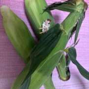 ヒメ日記 2025/05/26 20:51 投稿 ナナコ どきどきヘルス探検隊