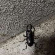 ヒメ日記 2025/07/16 06:30 投稿 ナナコ どきどきヘルス探検隊