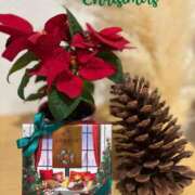 ヒメ日記 2025/12/24 08:29 投稿 ナナコ どきどきヘルス探検隊