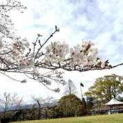 ヒメ日記 2026/03/31 21:17 投稿 ナナコ どきどきヘルス探検隊