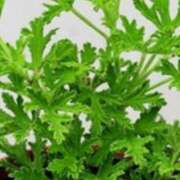 ヒメ日記 2025/05/25 01:13 投稿 ももか 熟女デリヘル倶楽部