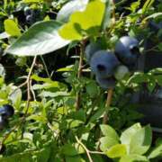 ヒメ日記 2025/06/18 03:50 投稿 ももか 熟女デリヘル倶楽部