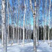 ヒメ日記 2025/02/07 12:22 投稿 れん シークレットサービス