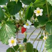 ヒメ日記 2025/03/16 12:20 投稿 れん シークレットサービス