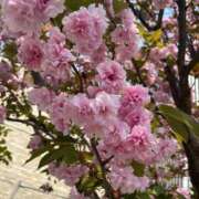 ヒメ日記 2025/04/20 11:15 投稿 蓮菜(れんな) 人妻出逢い会 百合の園 山の手本店