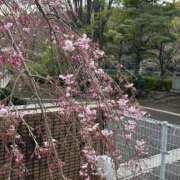 ヒメ日記 2025/04/04 11:45 投稿 はるか 虹色メロンパイ 横浜店