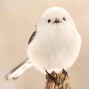 ヒメ日記 2025/12/13 15:41 投稿 はるか 虹色メロンパイ 横浜店