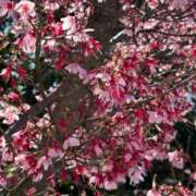 ヒメ日記 2026/03/22 10:25 投稿 はるか 虹色メロンパイ 横浜店