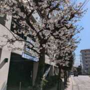 ヒメ日記 2025/04/09 13:01 投稿 さよこ 人妻倶楽部内緒の関係 柏店