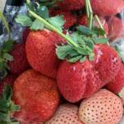 ヒメ日記 2025/02/23 17:33 投稿 ひなの 姫コレクション