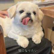 ヒメ日記 2025/04/15 10:10 投稿 あかね メイドde本舗