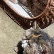 ヒメ日記 2025/09/19 15:28 投稿 あかね メイドde本舗