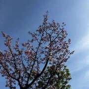 あいの 桜咲くと花粉の時期らしい 恋愛生欲情の扉