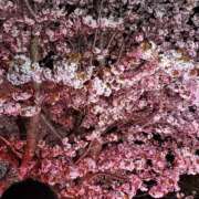 ヒメ日記 2026/04/24 22:59 投稿 あいの 恋愛生欲情の扉