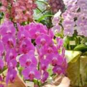 ヒメ日記 2025/01/17 14:36 投稿 ともこ 熟女家 京橋店