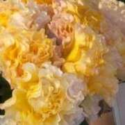 ヒメ日記 2025/04/22 15:06 投稿 ともこ 熟女家 京橋店