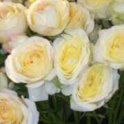 ヒメ日記 2025/04/23 15:06 投稿 ともこ 熟女家 京橋店