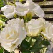 ヒメ日記 2025/05/27 13:44 投稿 ともこ 熟女家 京橋店