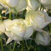 ヒメ日記 2025/06/24 15:26 投稿 ともこ 熟女家 京橋店