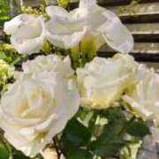 ヒメ日記 2025/10/22 14:56 投稿 ともこ 熟女家 京橋店