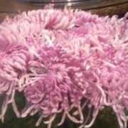 ヒメ日記 2025/11/11 14:20 投稿 ともこ 熟女家 京橋店