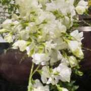 ヒメ日記 2025/11/17 14:40 投稿 ともこ 熟女家 京橋店