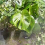 ヒメ日記 2026/04/21 13:46 投稿 ともこ 熟女家 京橋店