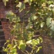 ヒメ日記 2026/05/15 13:16 投稿 ともこ 熟女家 京橋店