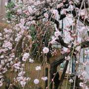 ヒメ日記 2026/01/28 21:37 投稿 中谷 変態美熟女お貸しします。