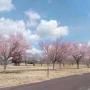 ヒメ日記 2026/03/22 09:27 投稿 中谷 変態美熟女お貸しします。