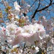 ヒメ日記 2026/04/05 10:27 投稿 中谷 変態美熟女お貸しします。