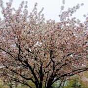 中谷 今日はありがとうございました 変態美熟女お貸しします。