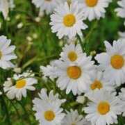 ヒメ日記 2025/12/09 14:00 投稿 中條貴恵 五十路マダム 浜松店(カサブランカグループ)