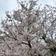 ヒメ日記 2026/04/09 08:01 投稿 るか ぽちゃSPA