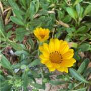 ヒメ日記 2025/07/21 16:00 投稿 みなと(昭和40年生まれ) 熟年カップル名古屋～生電話からの営み～