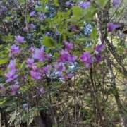 ヒメ日記 2025/04/27 21:32 投稿 一咲みゆゆ LIP×LIP滋賀