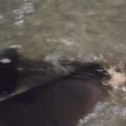 ヒメ日記 2025/08/11 01:44 投稿 つばき マリンマリン