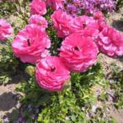 ヒメ日記 2025/05/07 10:06 投稿 さおり エディーズ