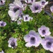 さおり 戻ります!!!! エディーズ